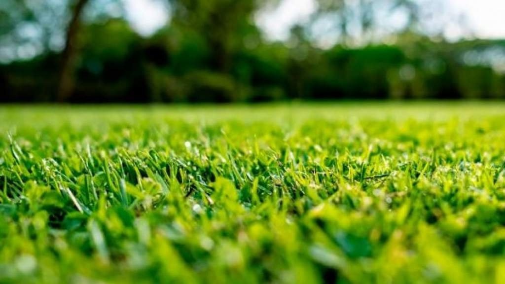 Лучший способ стричь траву: виды садовой техники и режущие инструменты