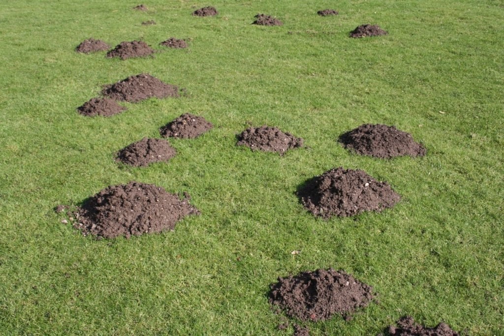 Молегра на лугу