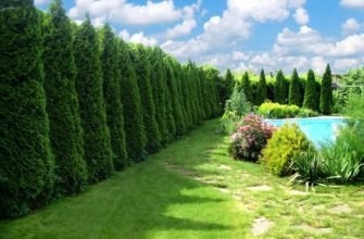 быстрорастущие хвойные породы для живых изгородей